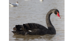 Black Swan im Projekt-Management: Das Risiko ist größer als Sie denken - Foto: Uwe Ohse, Fotolia.de
