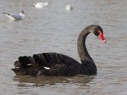 Wer hat Angst vor dem schwarzen Schwan?