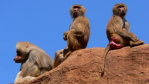 Spitzenmanager - kritisch betrachtet: Warum "Alpha-Tiere" in Firmen oft scheitern - Foto: Kica Henk, Fotolia.com
