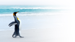 Shooting-Star bei Betriebssystemen : Android - der Pinguin wird mobil - Foto: Kwest/Fotolia.com