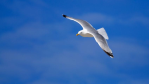 Selbständig, statt festangestellt: Frei und zufrieden - Foto: majoka - Fotolia.com