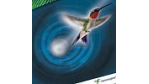 Hummingbird wächst kontinuierlich