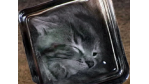 Die besten Hoaxes: Angelina Jolie adoptiert Bonsai-Katzen aus Nigeria