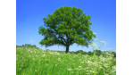 Für mehr Nachhaltigkeit: SAP baut Sustainability-Management aus