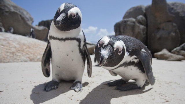 4 Linux commands for more server insight