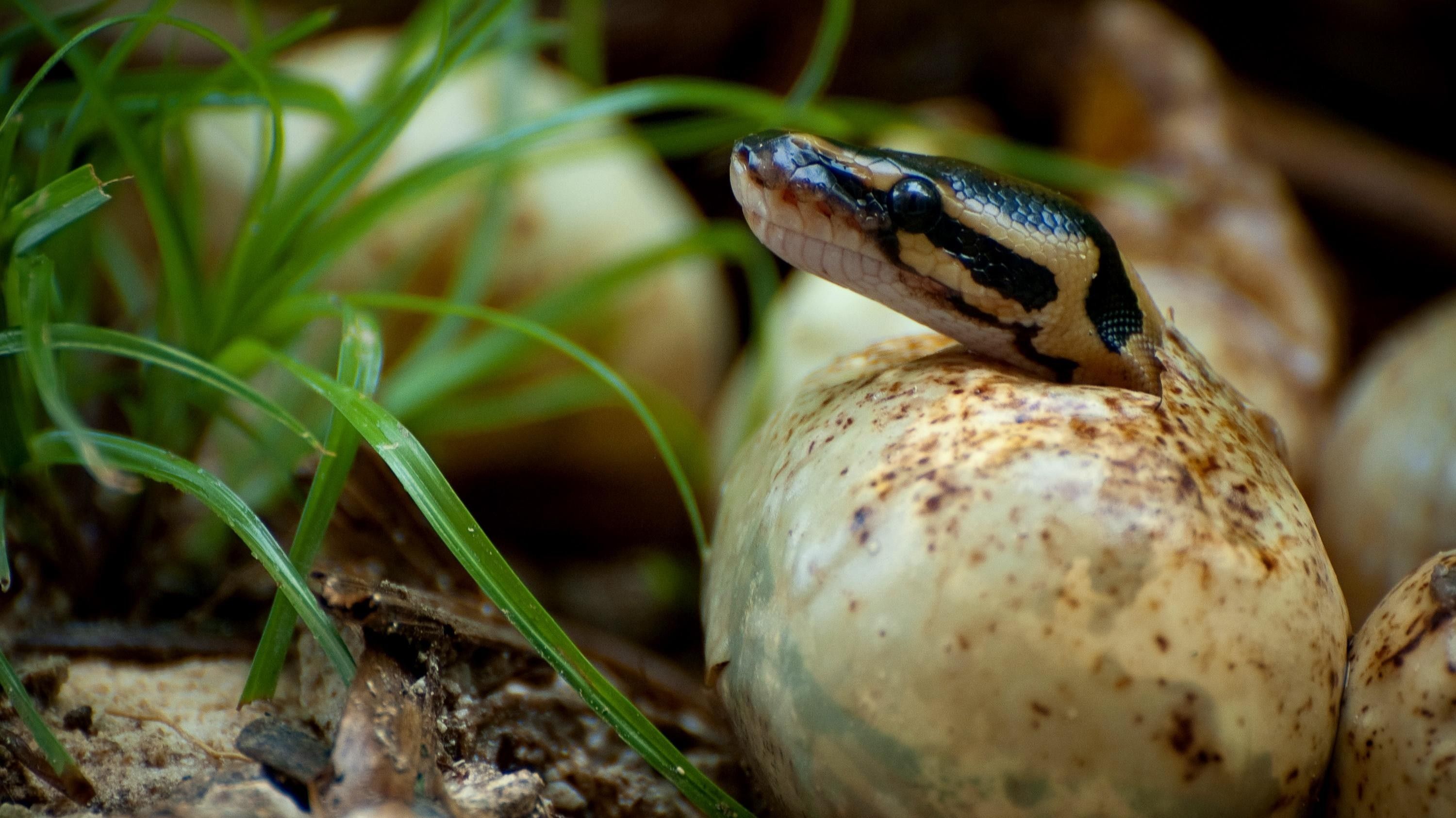 Lazy Imports mit Python – so geht‘s | Computerwoche